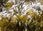 mimosa-con-la-neve2-300x222